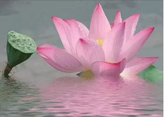 3}34``NFC3(BJ9)((7M268H.png 3}34``NFC3(BJ9)((7M268H.png